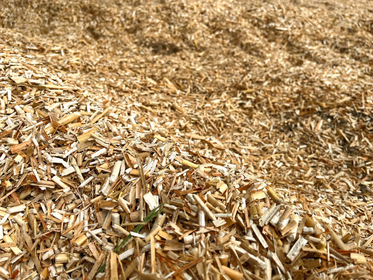 Miscanthus crop