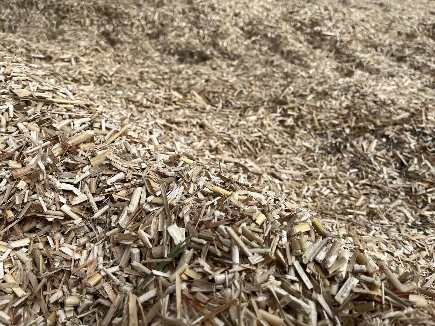Miscanthus crop